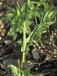 Crepis pulchra 2