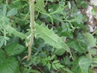 Crepis vesicaria 4