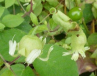 Cucubalus baccifer L. Roth, Falsa belladona. 7