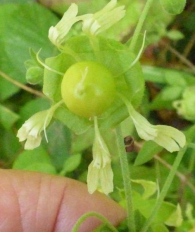 Cucubalus baccifer L. Roth, Falsa belladona. 8