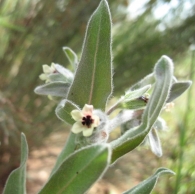 Cynoglossum cheirifolium L., Pardoglossum cheirifolium (L.) Barbier & Mathez. 2