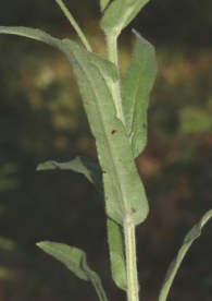 Cynoglossum dioscoridis 5