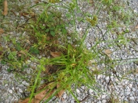 Cyperus eragrostis Lam., Cyperus vegetus Willd. 2
