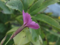 Dianthus deltoides 2