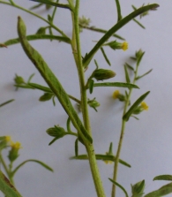 Dittrichia graveolens (L.) Greuter. Olivardilla. 2
