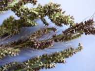 Echinochloa crus-galli (L.) P.Beauv. 4