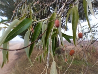 Elaeagnus angustifolia L., Árbol del paraíso, Olivo de Bohemia.