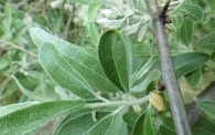 Elaeagnus angustifolia L., Árbol del paraíso, Olivo de Bohemia. 2