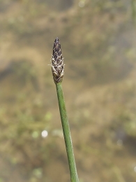 Eleocharis palustris 3