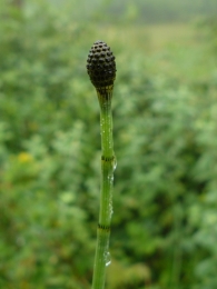 Equisetum fluviatile 3