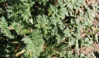Erodium cicutarium (L.) L'Her. ex Aiton, Alfileres de cigüeña, Alfileres de pastor 3