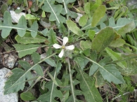 Eruca vesicaria (L.) Cav., Eruca sativa Miller., Oruga