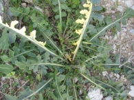 Eruca vesicaria (L.) Cav., Eruca sativa Miller., Oruga 2