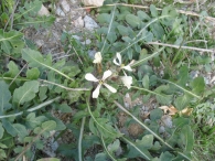 Eruca vesicaria (L.) Cav., Eruca sativa Miller., Oruga 3