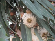 Eucalyptus camaldulensis Dehnh., Eucalipto macho, E. colorado 6