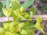 Euphorbia amygdaloides 3