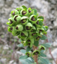Euphorbia characias L., Lechetrezna macho, T�rtago mayor 4