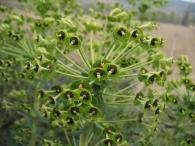 Euphorbia characias L., Lechetrezna macho, T�rtago mayor