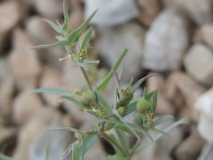 Euphorbia exigua 3