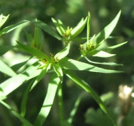 Euphorbia exigua L., Lechetrezna romeral 2