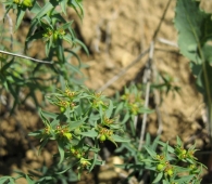 Euphorbia exigua L., Lechetrezna romeral 3