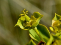 Euphorbia falcata 4