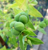 Euphorbia lathyris L., T�rtago. 2