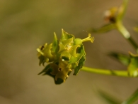 Euphorbia nevadensis bolosii 4