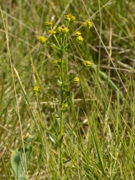 Euphorbia nevadensis bolosii