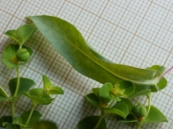 Euphorbia platyphillos 4