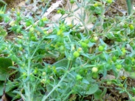Euphorbia sulcata Lens ex Loisel.