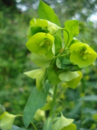 Euphorbia villosa 2