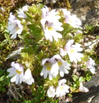 Euphrasia alpina Lam., Eufrasia. 2