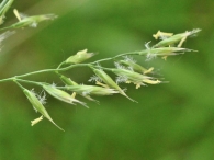 Festuca arundinaceae 2