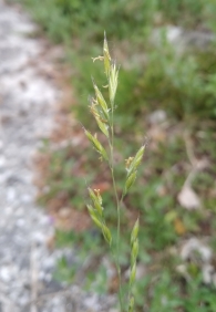 Festuca heterophylla