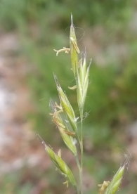 Festuca heterophylla 2