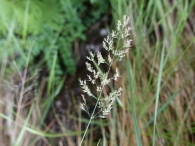 Festuca ovina subsp. hirtula