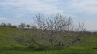 Ficus carica L., Higuera