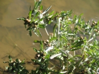 Filaginella uliginosa (L.) Opiz, Gnaphalium uliginosum L., Gnaphalium de pantano. 5