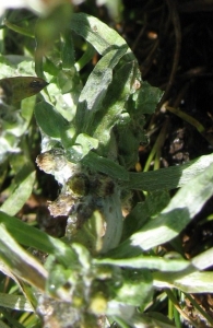 Filaginella uliginosa (L.) Opiz, Gnaphalium uliginosum L., Gnaphalium de pantano. 4
