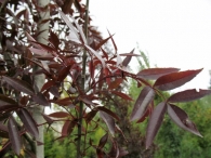 Fraxinus angustifolia subsp oxycarpa 'Raywood', Fresno rojo.