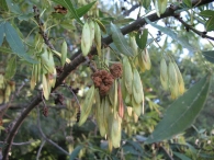 Fraxinus angustifolia Vahl., Fresno de hoja estrecha
