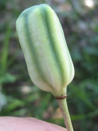 FFritillaria pyrenaica L., Fritillaria nigra Mill., Fritilaria, Tablero de damas