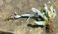 Gamochaeta coarctata (Willd.) Kergu�len. �Peludilla�, �Vira-vira�.
