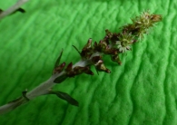 Gamochaeta coarctata (Willd.) Kerguélen. “Peludilla”, ”Vira-vira”. 2
