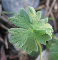 Geranium cinereum subsp. Cinereum, Geranio alpino 7