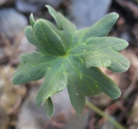 Geranium cinereum subsp. Cinereum, Geranio alpino 2