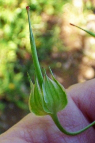 Geranium columbinum L., Pie de paloma. 8
