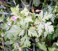 Geranium purpureum Vill. Geranio rojizo. 2