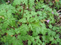 Geranium robertianum L., Alfileres de pastor, Zangogorri, Moko- belarra